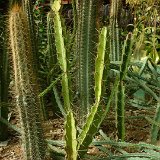 Leptocereus silvestrii, JB  Jose M Acuna (2).JPG